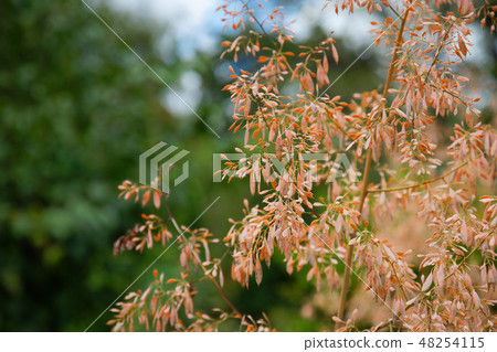 Takenigusa花在小石川植物園的 48254115