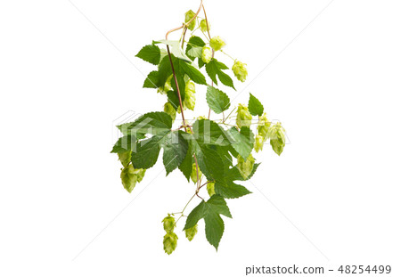 hop cones isolated 48254499