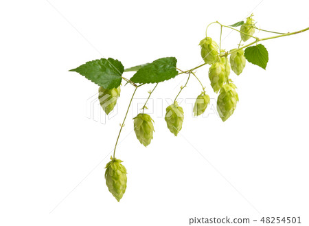 hop cones isolated 48254501