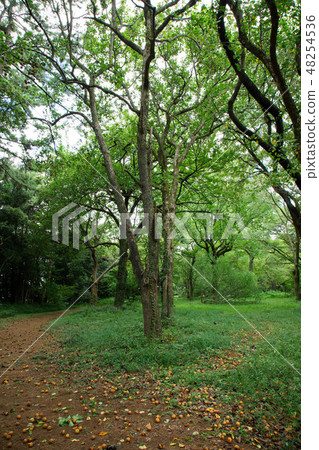 Yamanashi tree and fruit of Koishikawa Botanical Garden 48254536