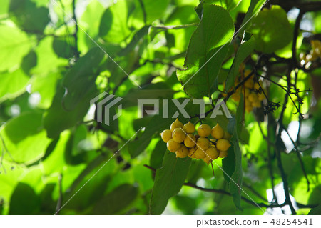 The fruit of the Maruba choshynoki at the Koishikawa Botanical Garden 48254541
