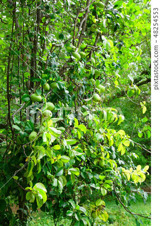 小石川植物園的梨樹 小石川植物園的梨樹 48254553