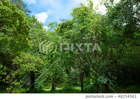 Pear tree of Koishikawa Botanical Garden Pear tree of Koishikawa Botanical Garden 48254561