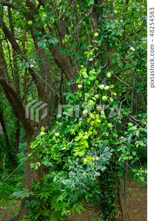 Pear tree of Koishikawa Botanical Garden 48254563
