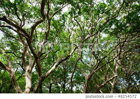 Karushi河植物園Sarusubeli樹森林 48254572