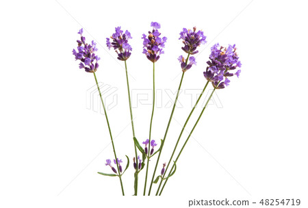 lavender isolated lavender isolated 48254719