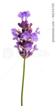 lavender isolated lavender isolated 48254720