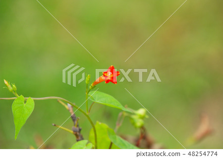 開花在小石川植物園常春藤的小紅色花和芽 開花在小石川植物園常春藤的小紅色花和芽 48254774