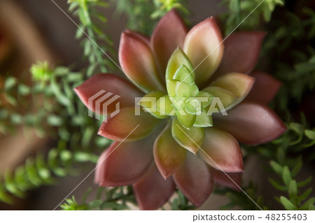 Home indoor succulent plant closeup 48255403