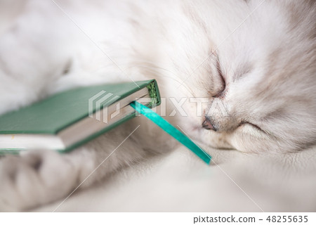 White adorable cat is sleeping after reading the book. portrait close-up macro shot. Selective focus 48255635