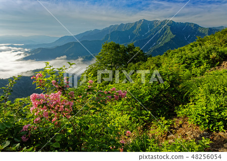 Flowers of Taniwa Tsugi and Ararazake dake near Edobu pass 48256054