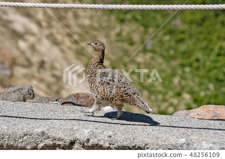Northern Alps Thunderbird August 2007 48256109