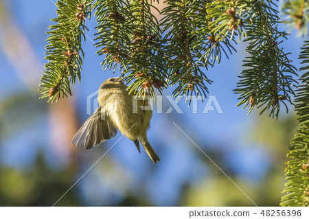 Goldcrest (Regulus regulus) on a branch 48256396