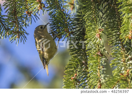 Goldcrest (Regulus regulus) on a branch 48256397