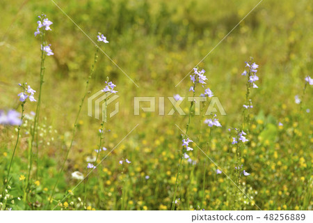 Blue toadflax flowers Blue toadflax flowers 48256889