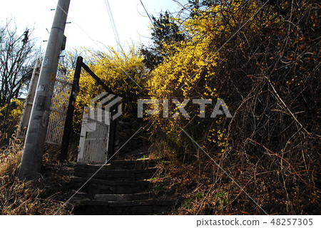 Spring, forsythia, gate, entrance 48257305