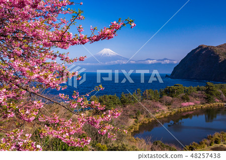 (Shizuoka Prefecture) Mt. Fuji seen from Nishi-Izu Ida with Kawazu cherry blossoms in bloom (Shizuoka Prefecture) Mt. Fuji seen from Nishi-Izu Ida with Kawazu cherry blossoms in bloom 48257438