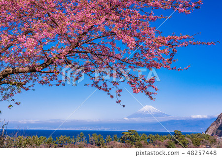 (Shizuoka Prefecture) Mt. Fuji seen from Nishi-Izu Ida in early spring with Kawazu cherry blossoms in bloom 48257448