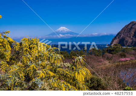 (靜岡縣)初秋的Nishi Izu Ida的富士山含羞草 (靜岡縣)初秋的Nishi Izu Ida的富士山含羞草 48257553