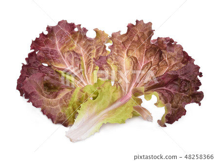 fresh red coral salad or red lettuce isolated fresh red coral salad or red lettuce isolated 48258366