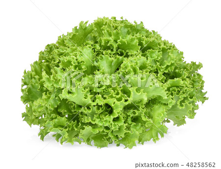 fresh green oak lettuce isolated on white fresh green oak lettuce isolated on white 48258562