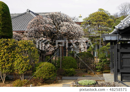 2月池上10白梅·Nakdoin寺·Honmonji寺客廳 48258571