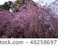 粉紅色的櫻花 48258697
