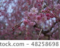 粉紅色的櫻花 48258698