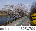 櫻花，道路和湖泊 48258700