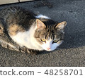 流浪貓 48258701