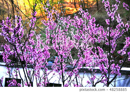 複製花，春天，桃子 48258885