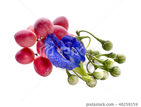Bengal-Currants, Carandas-plum Bengal-Currants, Carandas-plum 48259159