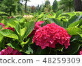 紅色繡球花 48259309