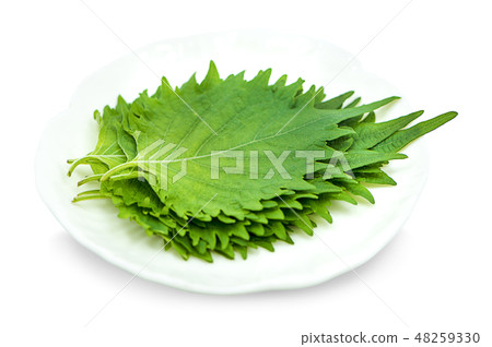 Fresh green shiso leaf on white background 48259330