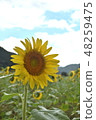 向日葵 48259475