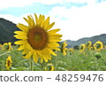 向日葵 48259476