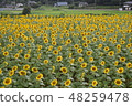 向日葵田 48259478