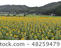 陽光向日葵田 48259479