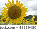 向日葵 48259480