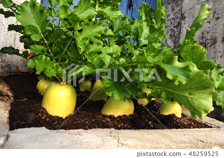 Radish, vegetables, potted plants 48259525