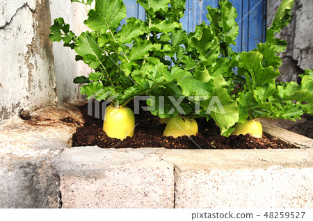 Radish, vegetables, potted plants 48259527
