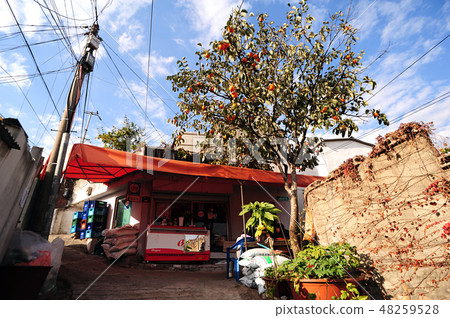Alley, autumn, persimmon 48259528