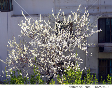 春天，李子，李子 48259602