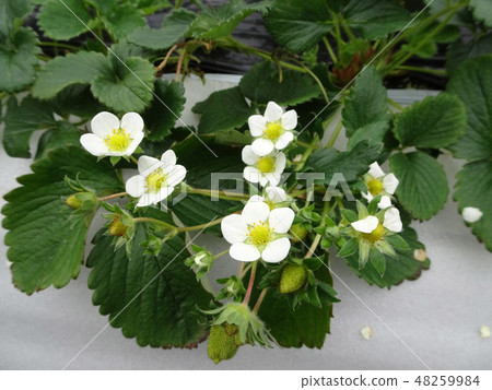 Strawberry cute flower and green fruit of growth process 48259984