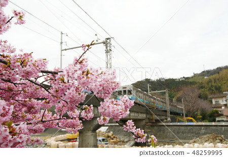 Kawazu Sakura and Izu Shu Kawazu Sakura and Izu Shu 48259995