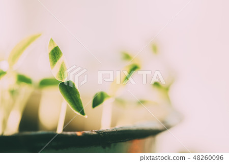 Group Young Sprouts With Green Leaf Leaves Growing From Old Pot. Spring Concept Of New Life. Start Group Young Sprouts With Green Leaf Leaves Growing From Old Pot. Spring Concept Of New Life. Start 48260096