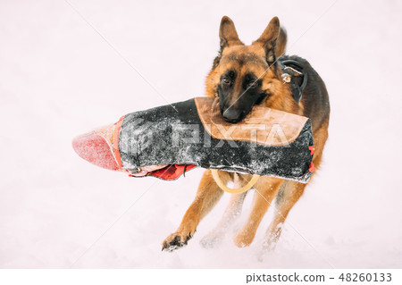 German Shepherd Dog Holding Training Sleeve In Jaws. Winter Season Training Of Purebred Adult German Shepherd Dog Holding Training Sleeve In Jaws. Winter Season Training Of Purebred Adult 48260133