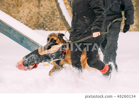 German Shepherd Dog Walking Near Owner During Training. Winter Season. Training Of Purebred Adult German Shepherd Dog Walking Near Owner During Training. Winter Season. Training Of Purebred Adult 48260134