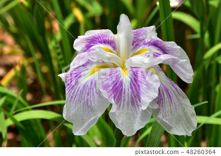 Hanashaubu花束虹膜 48260364