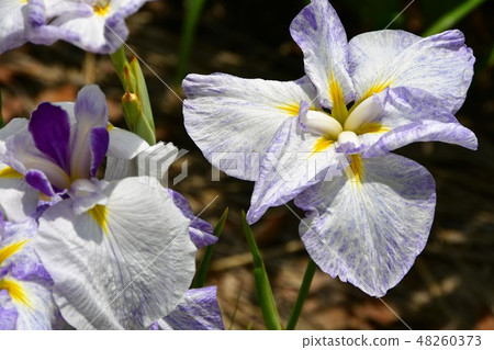 Hanashaubu花束虹膜 48260373